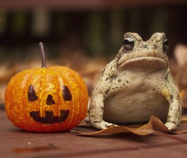 Frog Seasonal