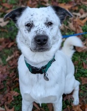 Pet of the Week for November 19, 2024