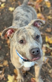 Pet of the Week for Nov. 26, 2024