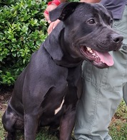 Pet of the Week Dec 3, 2024