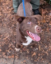 Pet of the Week for December 10 2024