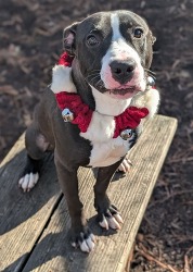 Pet of the Week -- Dec. 17, 2024