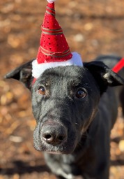 Pet of the Week for Dec. 23, 2024