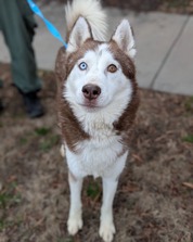 Pet of the Week for Jan. 7 2025