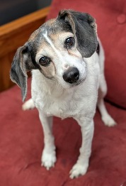 Pet of the Week for Jan. 14 2025