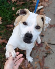 Pet of the Week Jan 21 2025