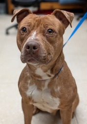 Pet of the Week Jan 28 2025