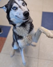 Pet of the Week for Feb. 4 2025