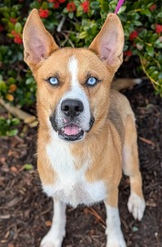 Pet of the Week for Feb. 18 2025