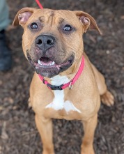 Chesterfield's Pet of the Week for Feb. 25, 2025