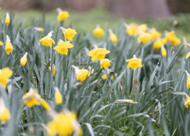 daffodils