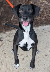 Chesterfield's Adoptable Pet of the Week for March 11 2025