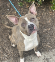 Trodgor - Pet Finder Photo