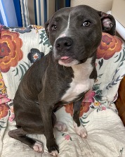 Chesterfield's Adoptable Pet of the Week for April 15 2025 