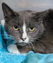 Chesterfield's Adoptable Pet of the Week for April 22, 2025