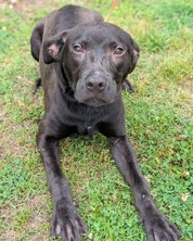 Chesterfield's Adoptable Pet of the Week for May 13, 2025