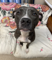 Hide and Seek Pet Spotlight