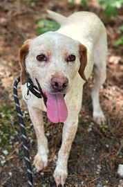 Chesterfield's Adoptable Pet of the Week for May 27 2025