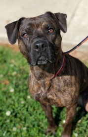 Pet Finder - Princess