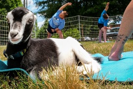 C-Fit Community's goat yoga class 