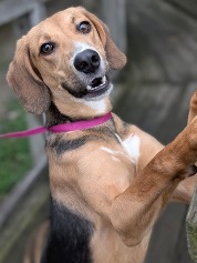 Chesterfield's adoptable pet of the week for June 17, 2025