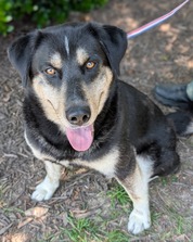 Chesterfield's Adoptable Pet of the Week for June 24, 2025