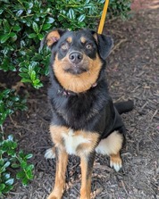 Chesterfield's adoptable pet of the week for July 15, 2025