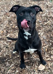 Chesterfield's Adoptable Pet of the Week for July 22, 2025