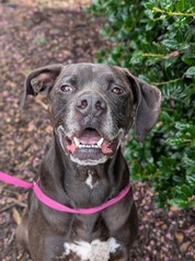 Doug the Dog - Petfinder