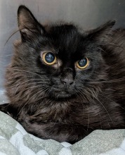 Chesterfield's Adoptable Pet of the Week for Aug. 19 2025