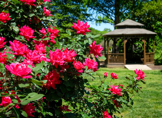 The gazebo at Rockwood Park with a beautiful rose bush in bloom