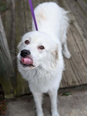 Chesterfield's Adoptable Pet of the Week for Sept. 2, 2025