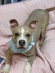 Pet Finder - Bingely