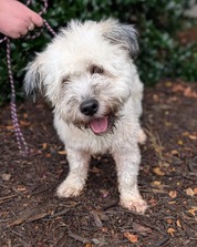 Chesterfield's Adoptable Pet of the Week for Sept 16 2025