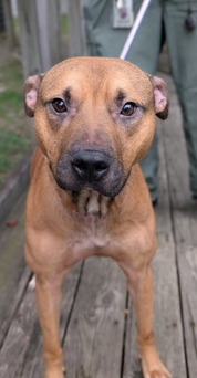 petfinder - charmander