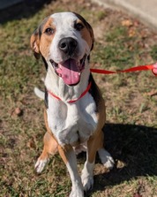 Chesterfield's Adoptable Pet of the Week for Oct. 7, 2025