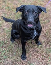 Chesterfield's Adoptable Pet of the Week for Oct. 14 2025