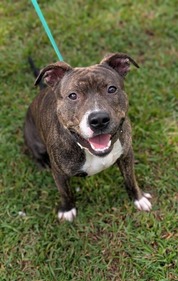 PetFinder - Music Man