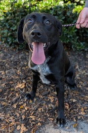 Chesterfield's Adoptable Pet of the Week for Nov 4 2025