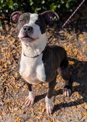 Chesterfield's Adoptable Pet of the Week for Nov. 10, 2025