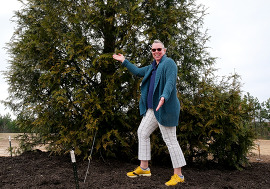 Clover Hill Tree 2025 no lights