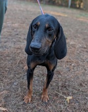 petfinder - Pecan Pie