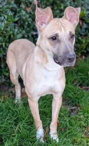 Chesterfield's adoptable pet of the week for Dec. 2, 2025