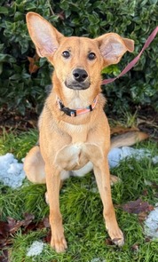 Chesterfield's adoptable pet of the week for Dec. 16, 2025