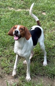 Chesterfield's Adoptable Pet of the Week for Jan. 6, 2026