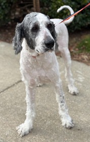 Chesterfield's Adoptable Pet of the Week for Jan. 13, 2026