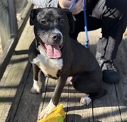 Pet Finder - White Sox