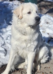 Chesterfield's Adoptable Pet of the Week for Feb. 3, 2026