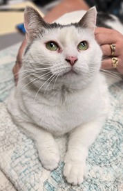 Snowflake, Chesterfield's adoptable pet of the week for Feb. 10, 2026