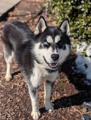 Hollister - Pet Finder